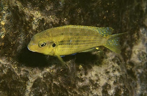Tropheops sp. 'mauve yellow' Magunga